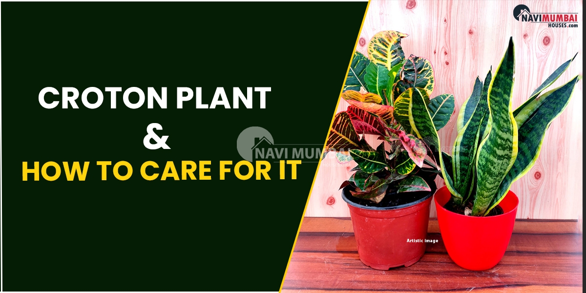 Everything You Need To Know About Croton Plant & How To Care For It