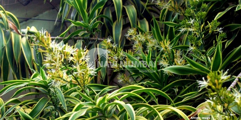 Everything about Dracaena Fragrans
