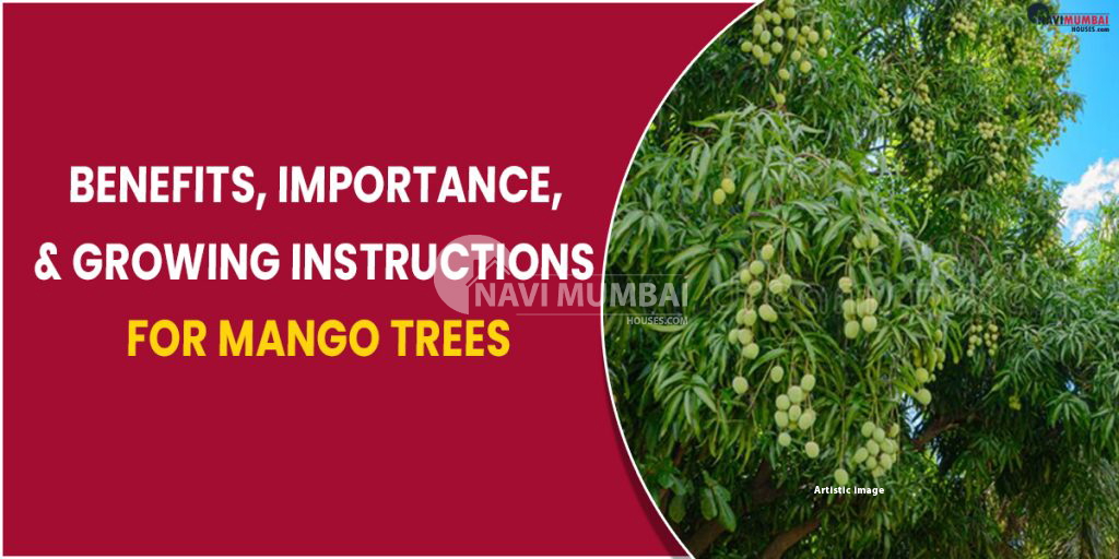Benefits, Importance, and Growing Instructions for Mango Trees