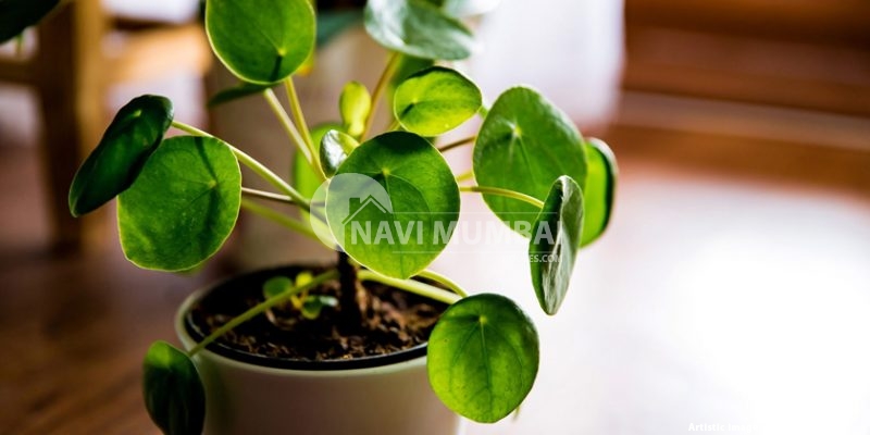 Small plants those are useful for apartments