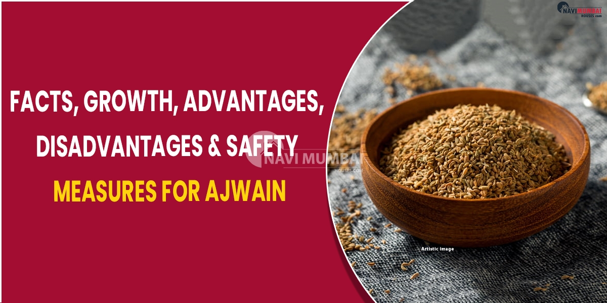 Facts growth advantages disadvantages safety measures for ajwain