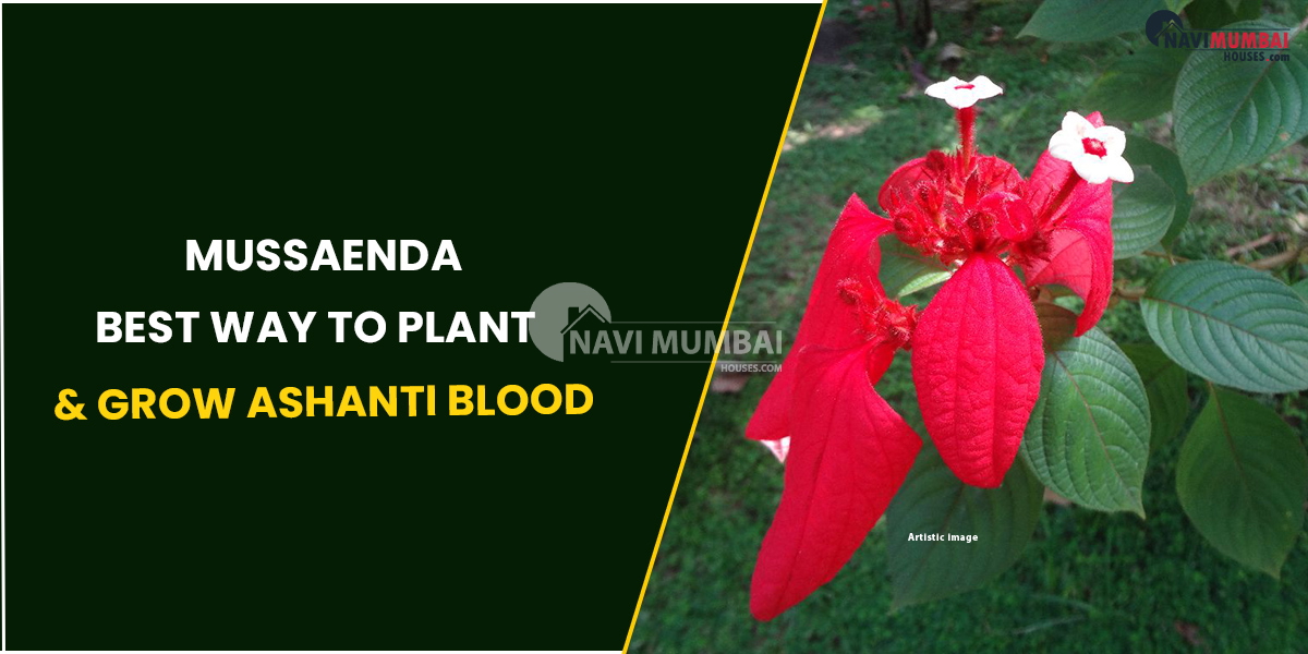 Mussaenda : Best Way To Plant & Grow Ashanti Blood?