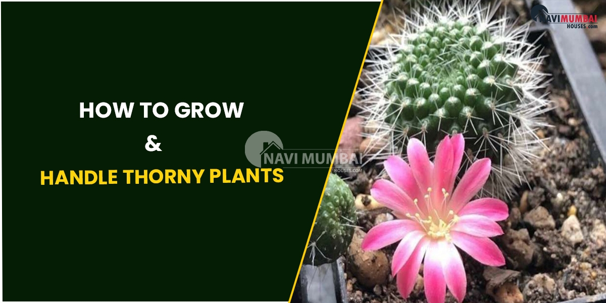 How To Grow & Handle Thorny Plants