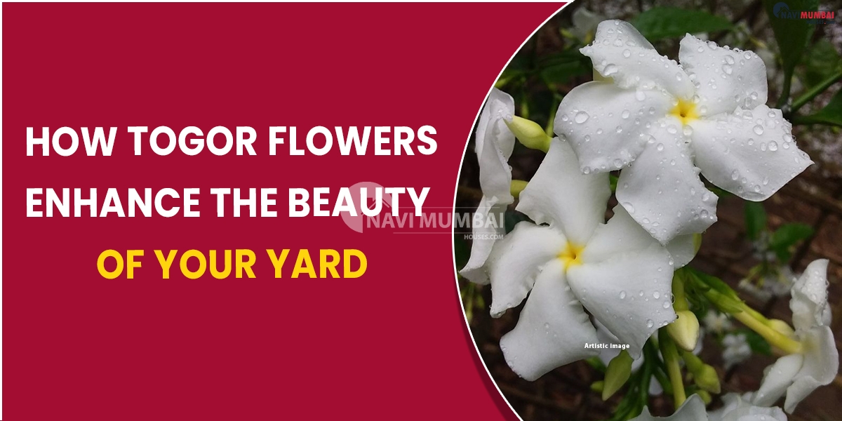 How Togor flowers enhance the beauty of your yard