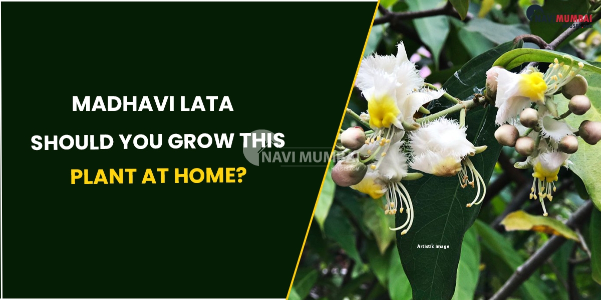 Madhavi Lata : Should You Grow This Plant At Home?