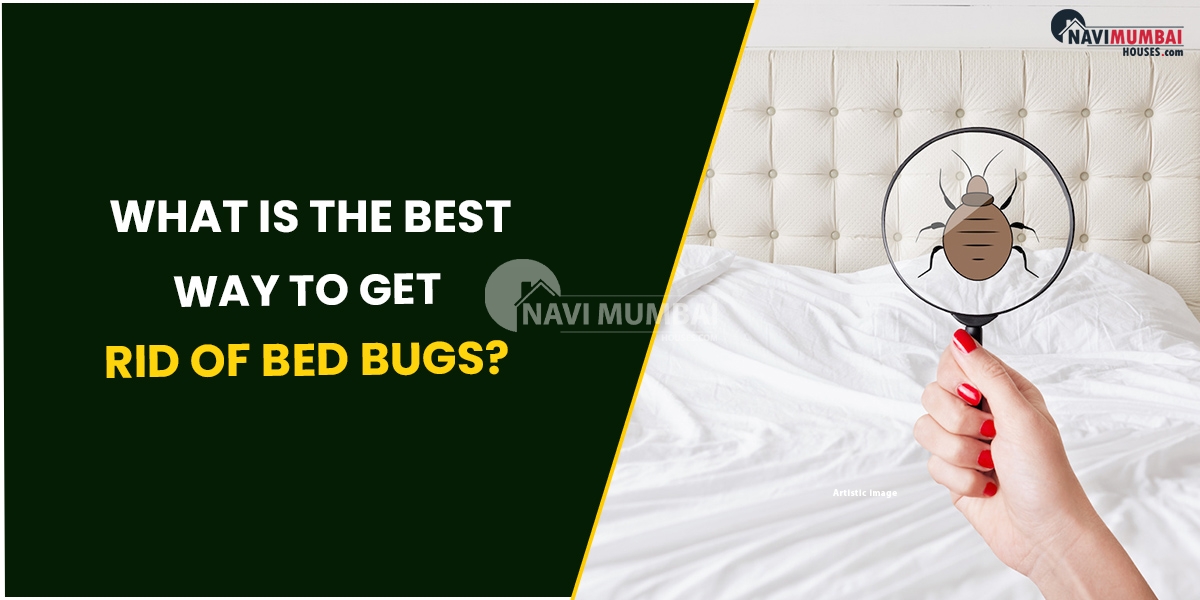 What Is The Best Way To get Rid Of Bed Bugs?