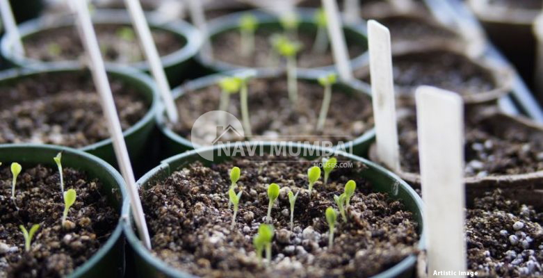 Planting Seeds: How Do You Plant A Seed Outside & inside?