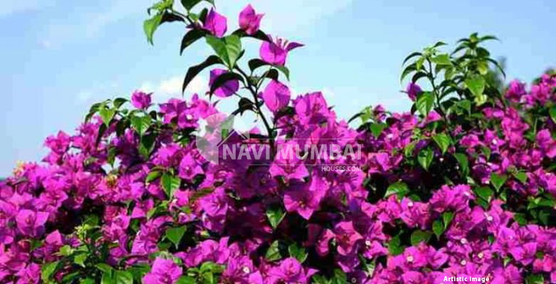 flowering thorny bushes