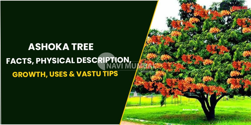 Ashoka Tree Facts, Physical Description, Growth, Uses & Vastu Tips