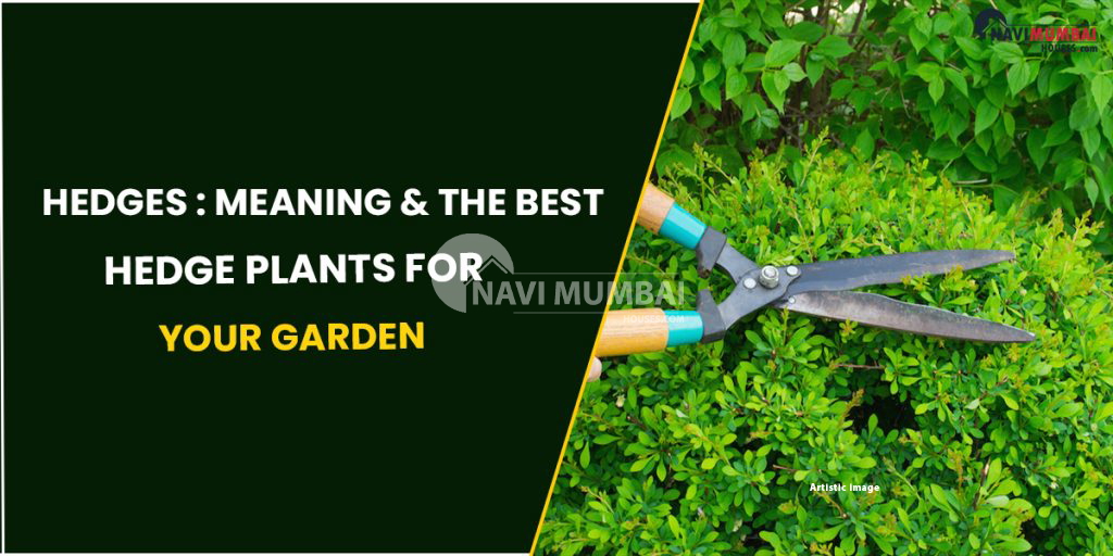 Hedges Meaning & The Best Hedge Plants For Your Garden
