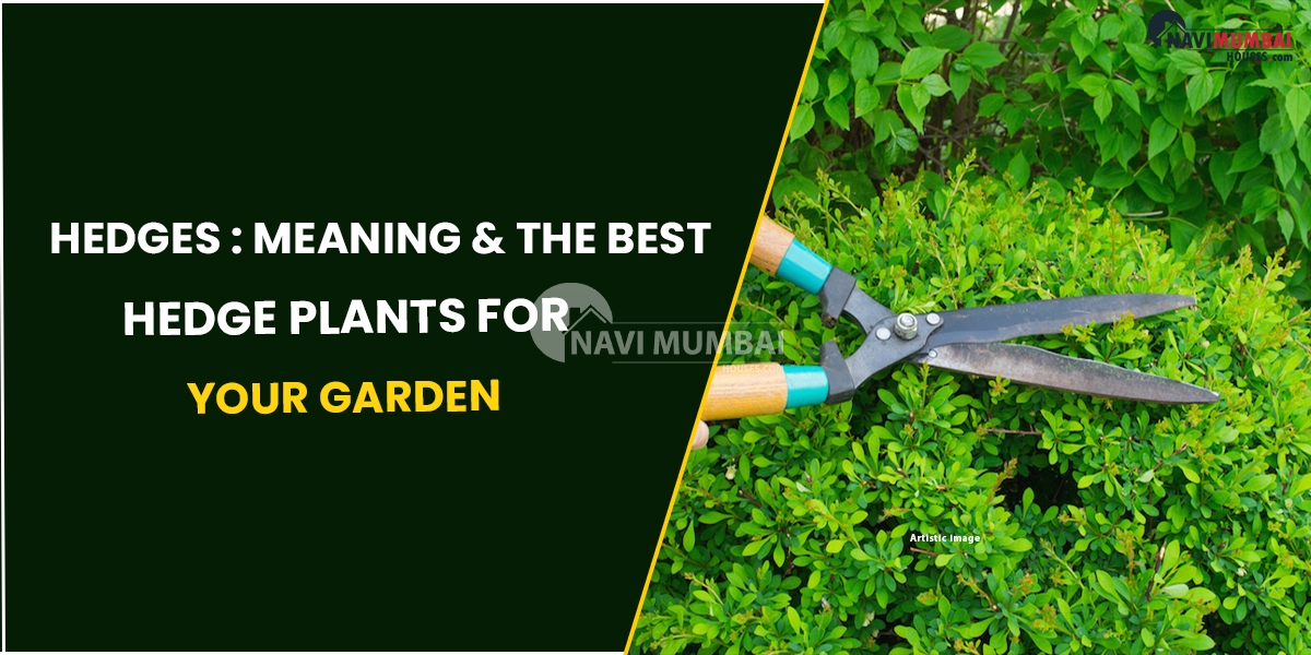 Hedges : Meaning & The Best Hedge Plants For Your Garden