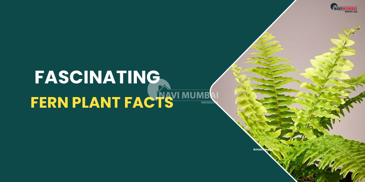 Fascinating fern plant facts