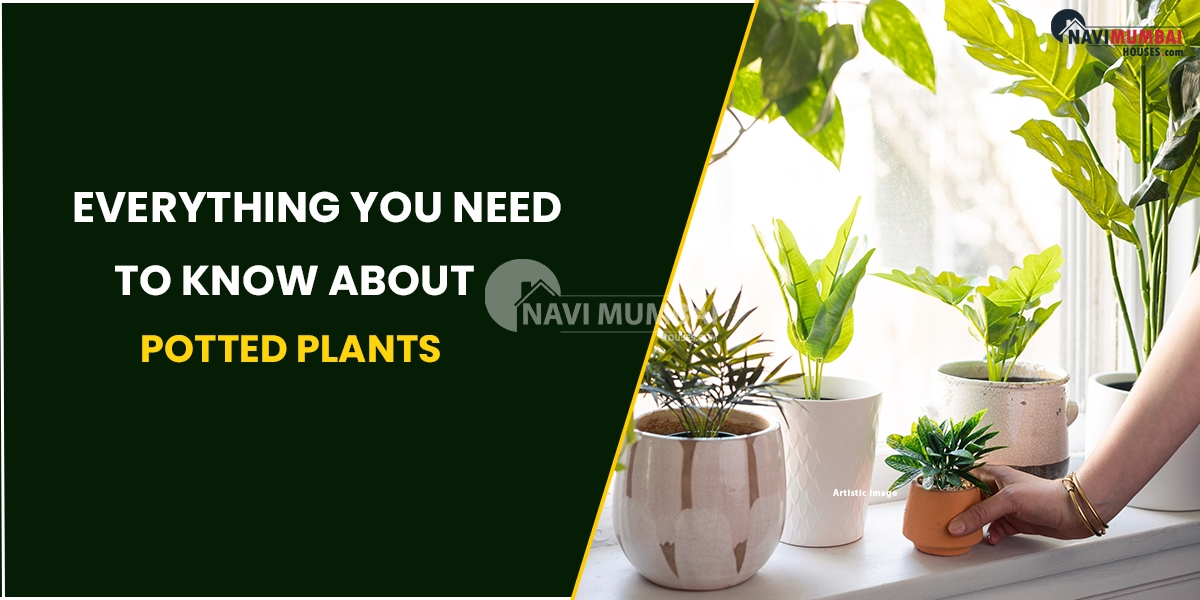 Everything You Need To Know About Potted Plants