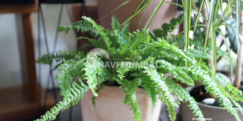 Fascinating fern plant facts