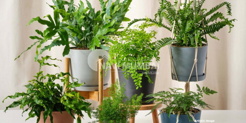 Fascinating fern plant facts