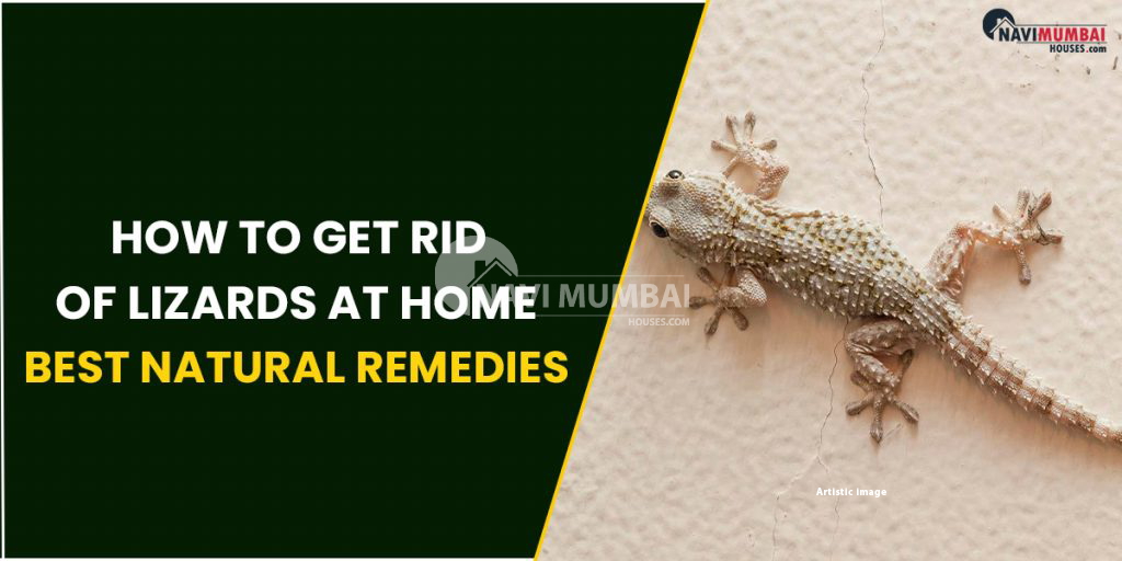 How To Get Rid Of Lizards At Home : Best Natural Remedies For Lizards