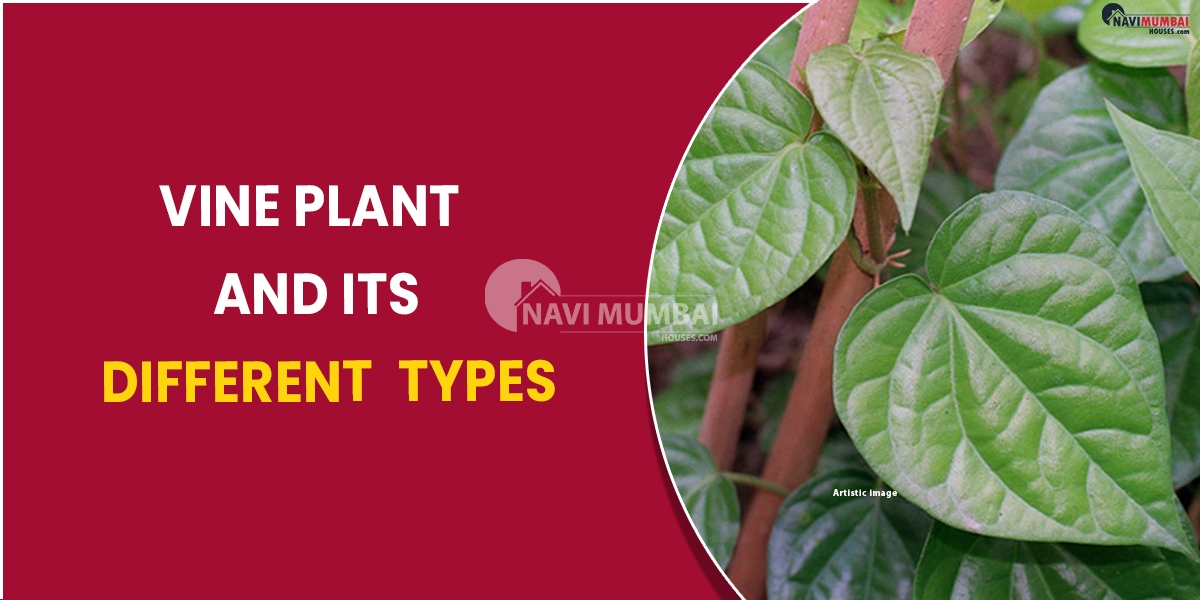 Vine plant and its different types