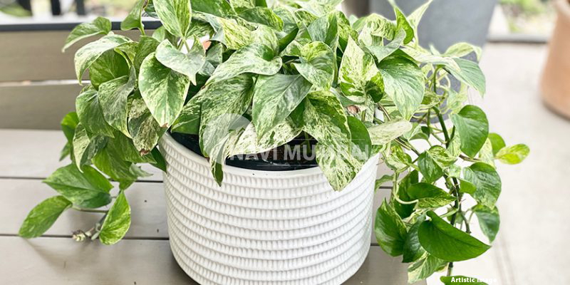 Plants For Your Home To Beautify Your Indoor Garden