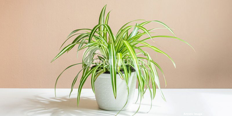 Plants For Your Home To Beautify Your Indoor Garden