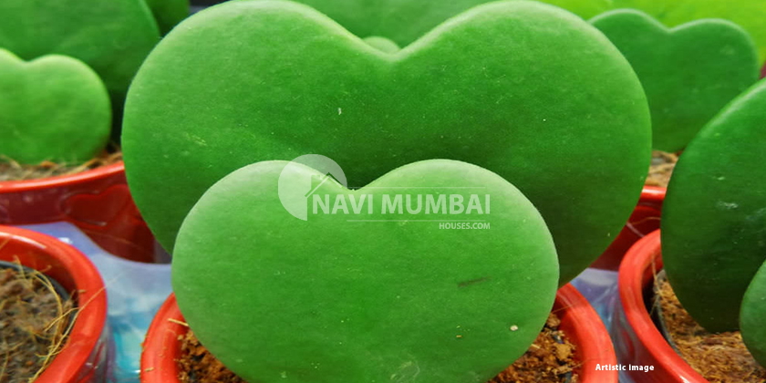 Plants For Your House To Make