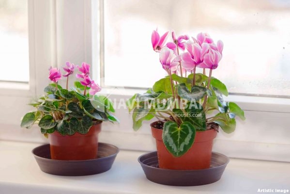 Cyclamen Plant: Facts, Benefits, Grow & Care Tips