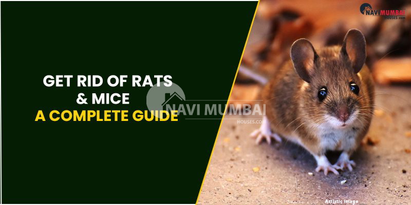 Get Rid Of Rats & Mice Panvel - A Complete Guide