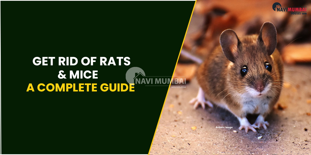 Get Rid Of Rats & Mice - A Complete Guide