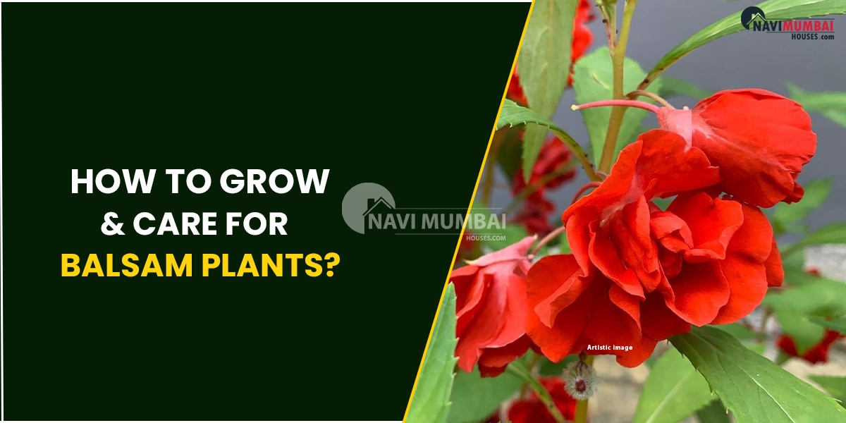 How To Grow & Care For Balsam Plants?