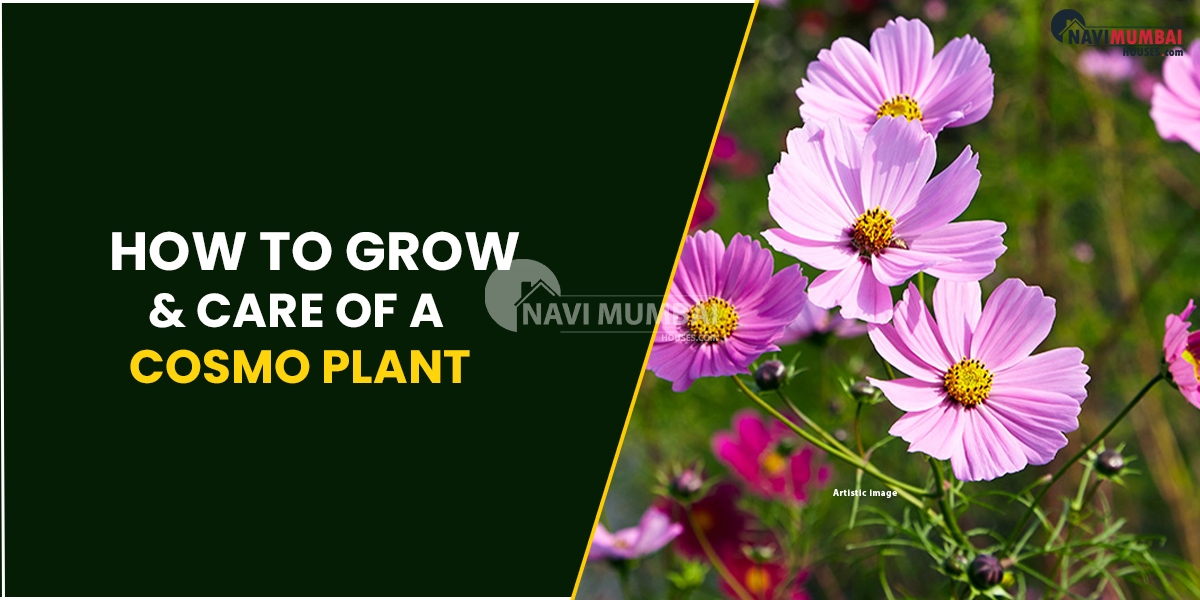How To Grow & Care Of A Cosmo Plant