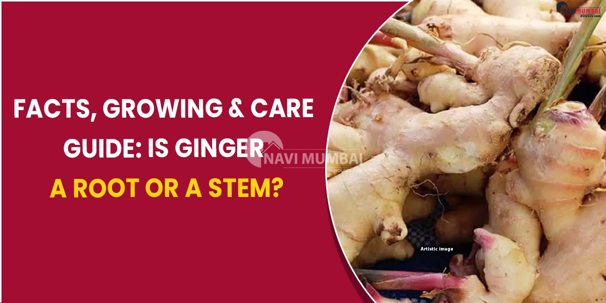 Facts, growing & care guide: is ginger a root or a stem?