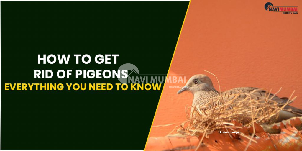 Get Rid Of Pigeons Kharghar Everything You Need To Know