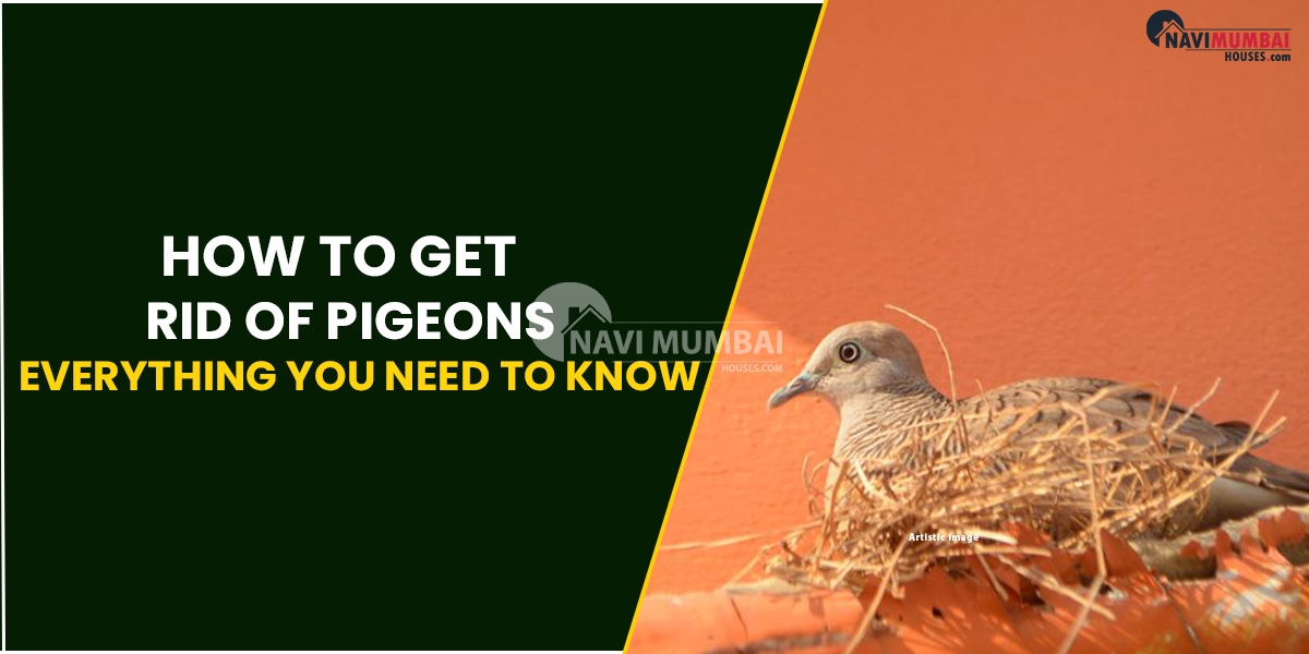 How To Get Rid Of Pigeons : Everything You Need To Know