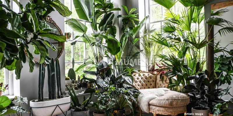 Go for Indoor Plants/Fresh Flowers