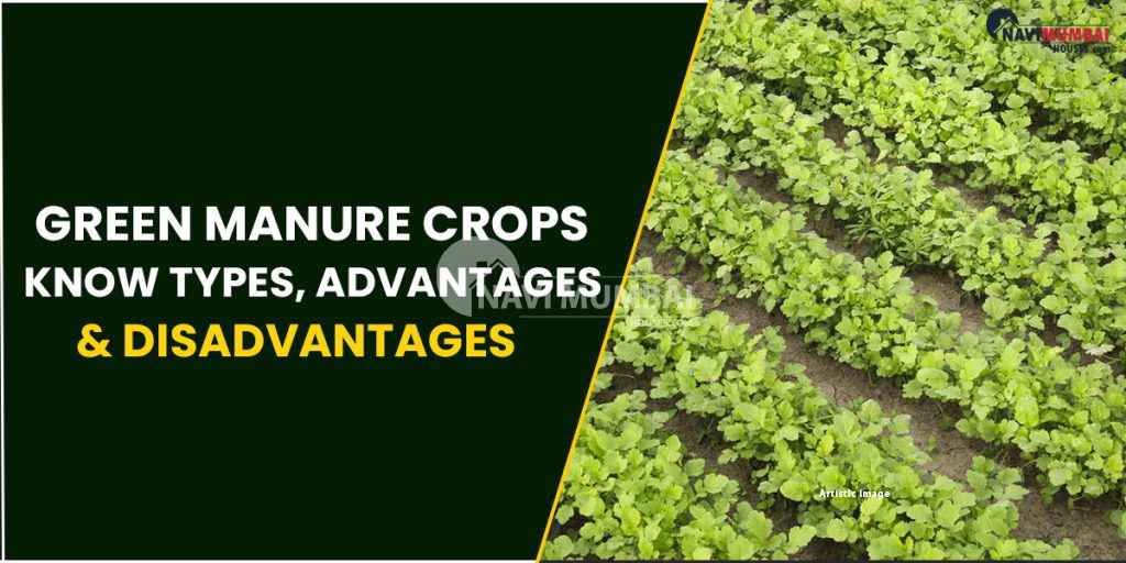 Green Manure Crops Know Types, Advantages & Disadvantages