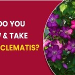 How do you grow and take care of clematis?