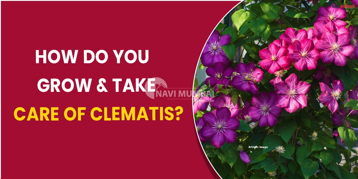 How do you grow & take care of clematis