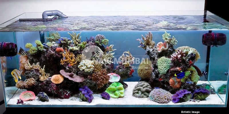 Ideas For A Modern Fish Tank To Improve Mood