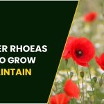 Papaver Rhoeas : Tips To Grow & maintain