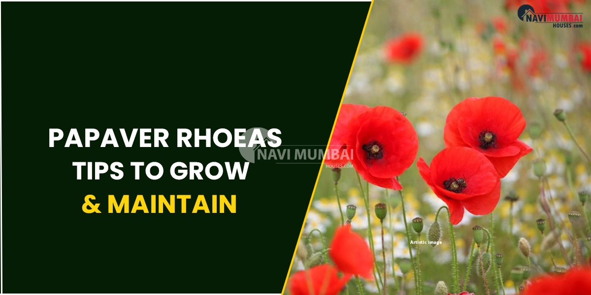 Papaver rhoeas: Tips To Grow & maintain