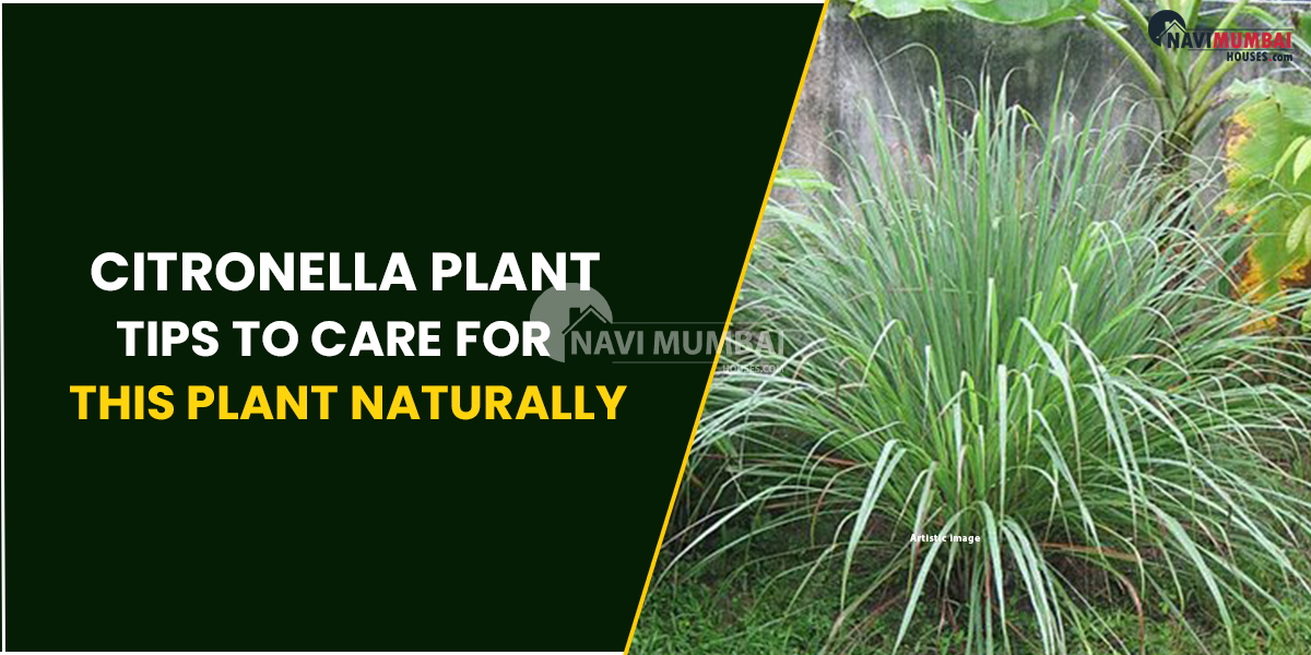 Kharghar Citronella Plant Tips To Care For This Plant Naturally