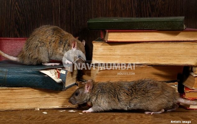 Get Rid Of Rats & Mice - A Complete Guide