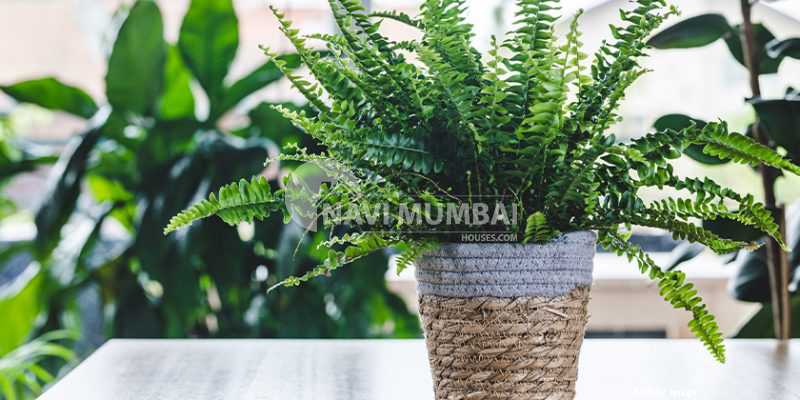 Suitable Plants For Balconies