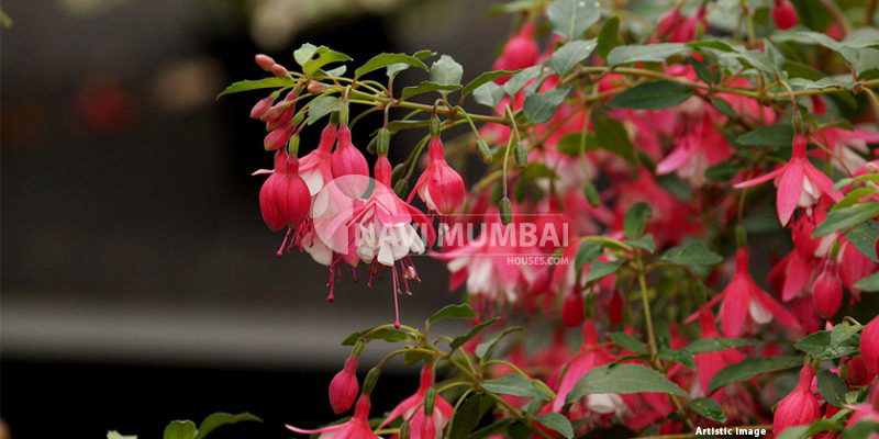 Suitable Plants For Balconies