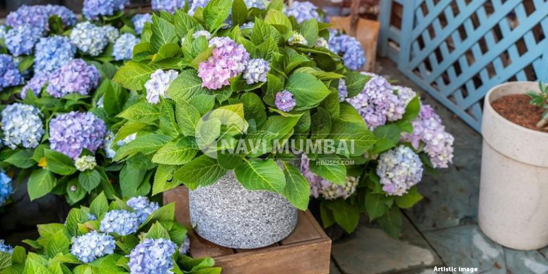 Suitable Plants For Balconies