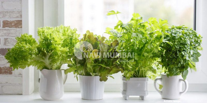 Suitable Plants For Balconies