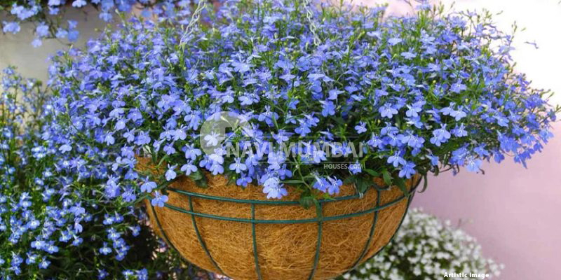 Suitable Plants For Balconies