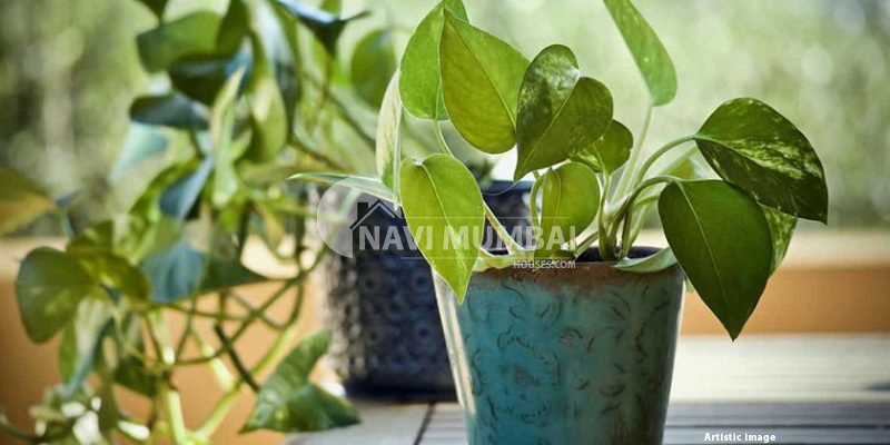 Suitable Plants For Balconies