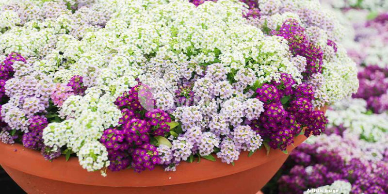 Suitable Plants For Balconies