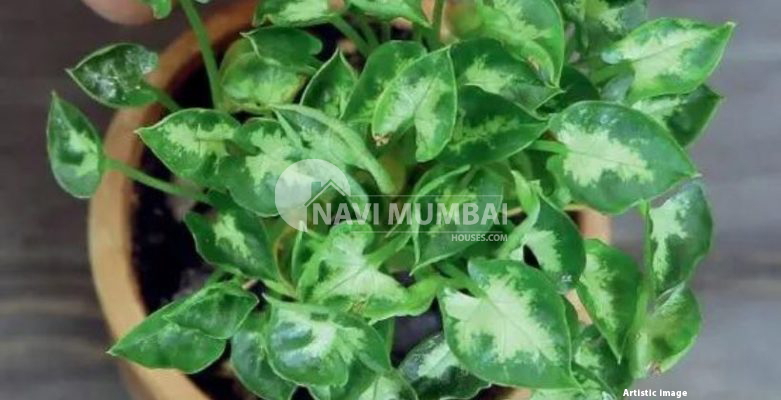 How To Grow Arrowhead Plant & Vastu Importance