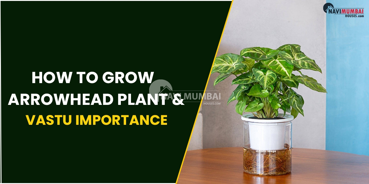 How To Grow Arrowhead Plant & Vastu Importance